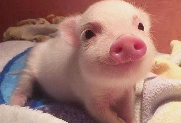 屬豬女性的和什麼屬相最婚姻速配!? 屬豬女性的和什麼屬相最婚姻速配!?